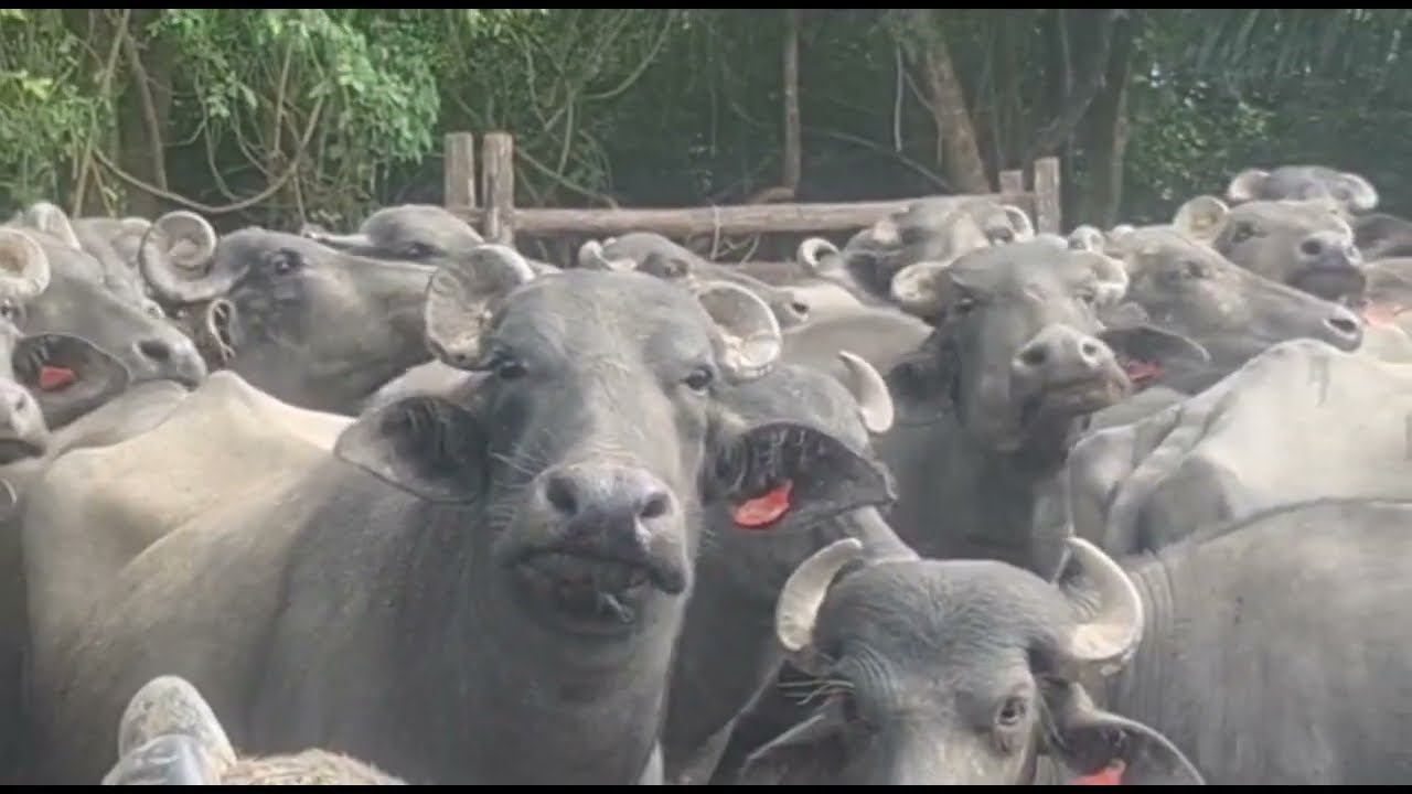 Fazenda no Rio Jacaré no Litoral da Ilha 🏝️ de Marajó,📷🐃 Chaves-PA🇧🇷