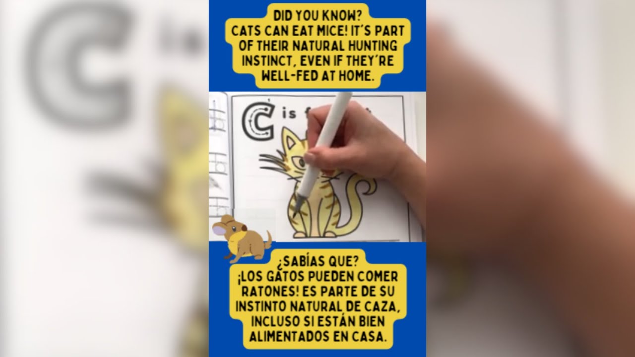 🐱 How to Color a Cute Tabby Cat + 3 Fun Facts | Como Colorear un Gato Tabby + 3 Datos Curiosos #cat