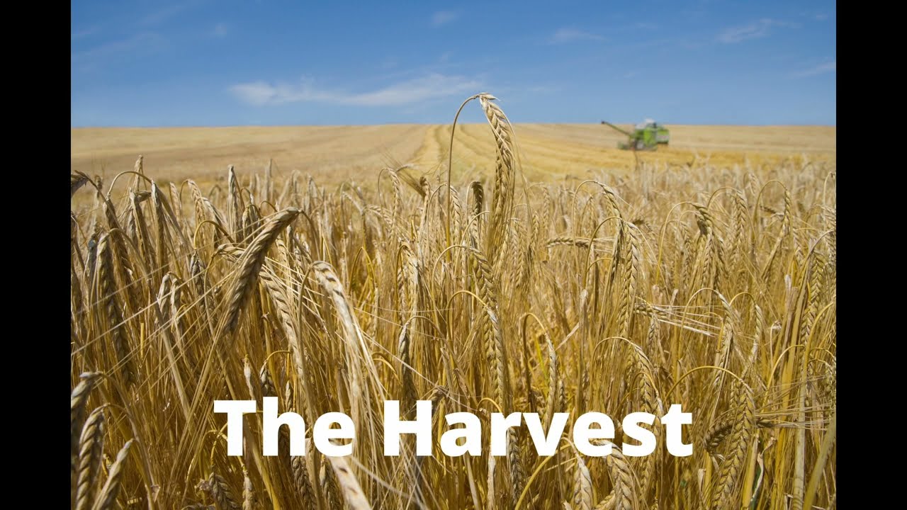 The Harvest