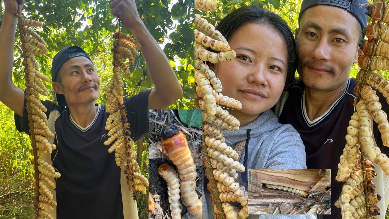 Expensive GIANT Wood worm hunting in NAGALAND