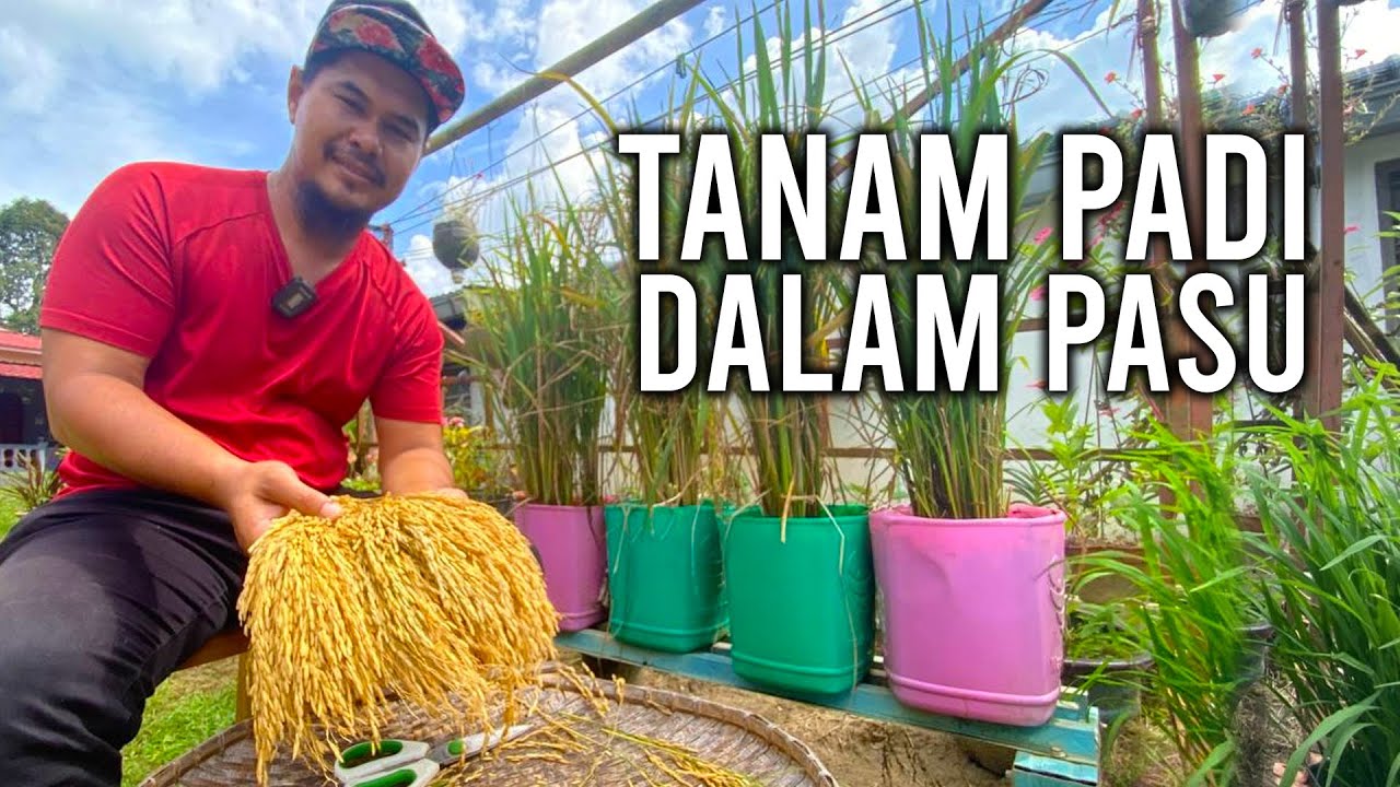 TANAM PADI DALAM PASU, LEBIH MUDAH DAN EFEKTIF!