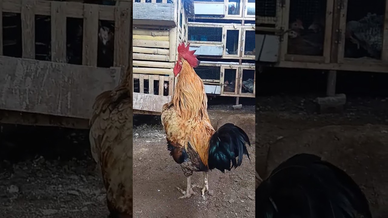 Ayam Hasil Silang Broiler dan layer (AULP) 🐓 #ternakayam #feedshorts #hasafarm #shortsfeed