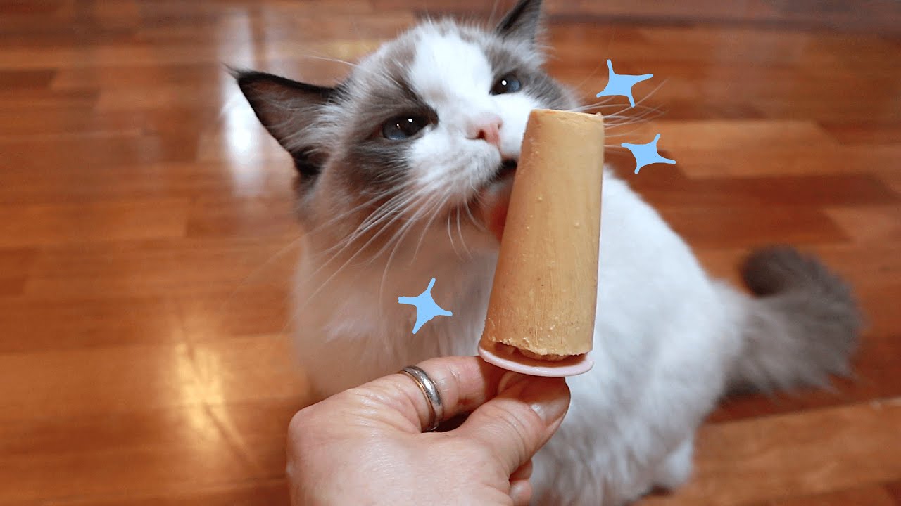 고양이들에게 수제 아이스크림을🍦 만들어줬어요!
