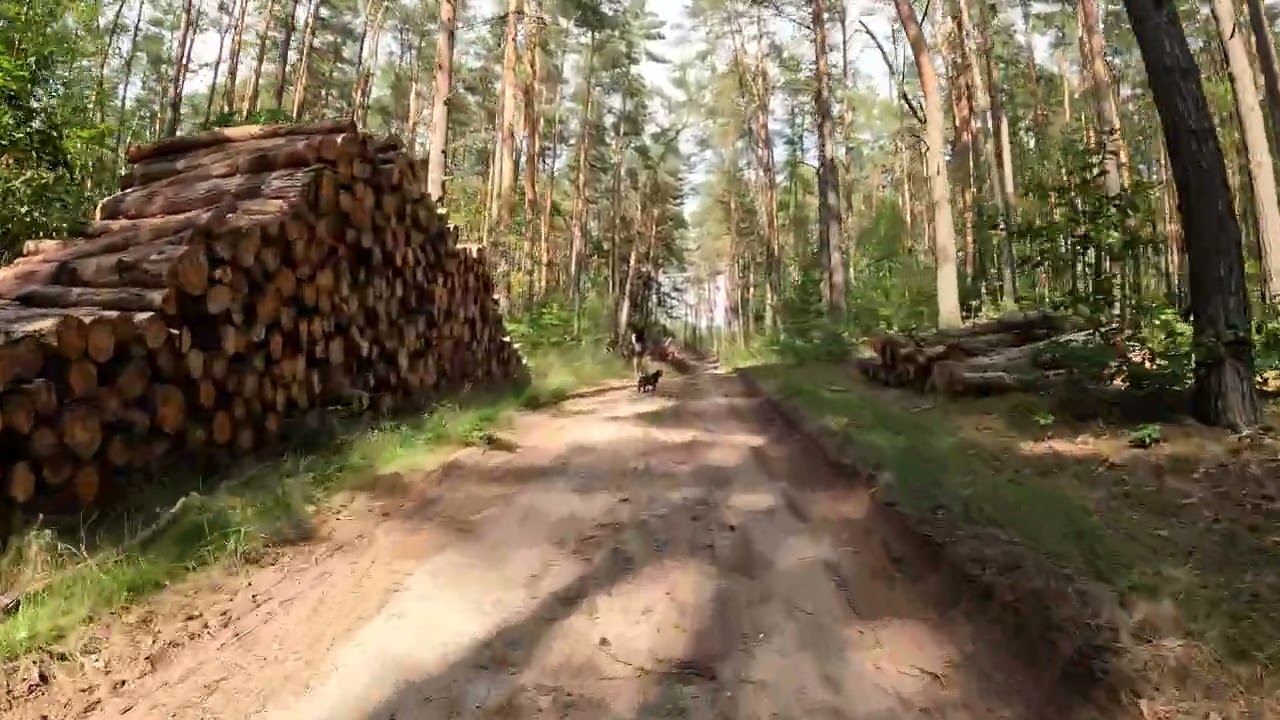 Kurze Fahrt durch den Wald um den Wolletzsee 4 /4