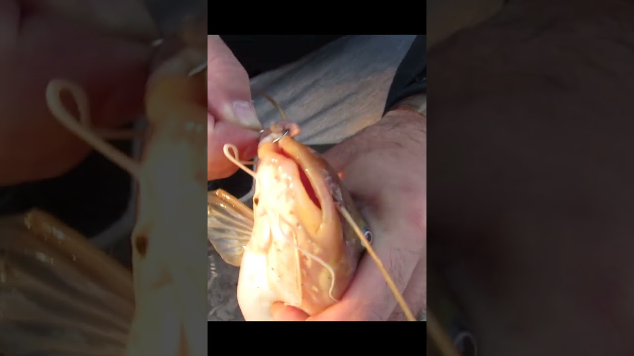 Que bagree 😮😮🐟 pesca en sauce viejo, barco M&eacute;xico, pesca santa bagre sapo #shorts #pesca #bagres