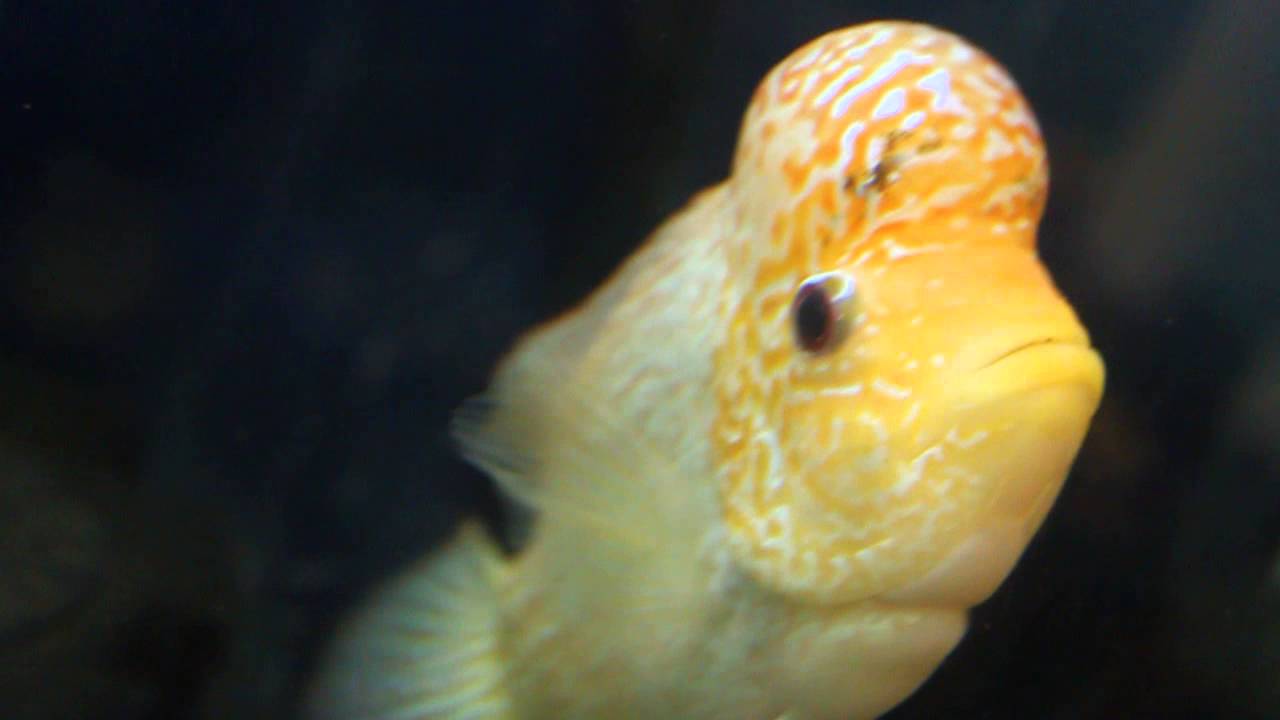GB KILLA - MEGA CICHLID