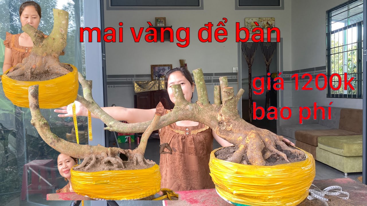 11/2/2026 giao lưu 6phoi mai vàng giá mềm đẹp..lh 0972666608 Nghĩa 