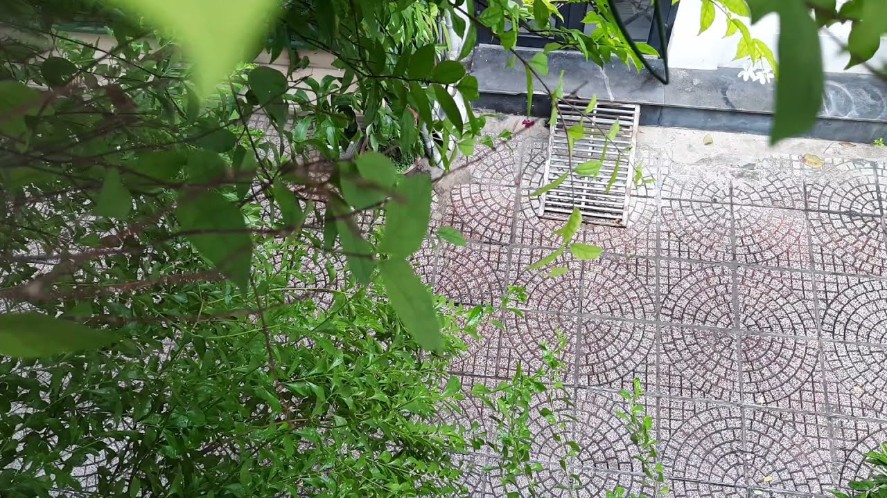 ASMR - ONLY RAIN SOUND Sleep, Study, Relax, Healing Sound (No Thunder, No Music, No Ads)