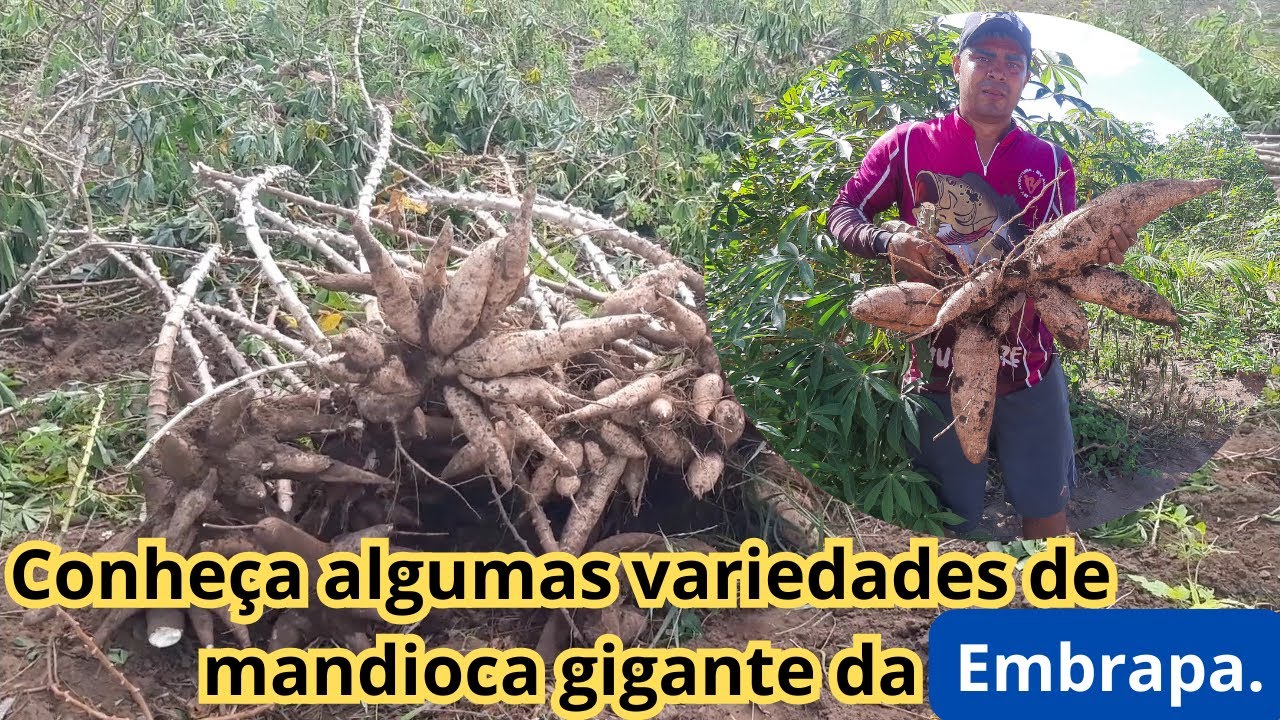 Variedade de mandioca desenvolvida pela Embrapa de alta produtividade.#agro #agricultura #mandioca