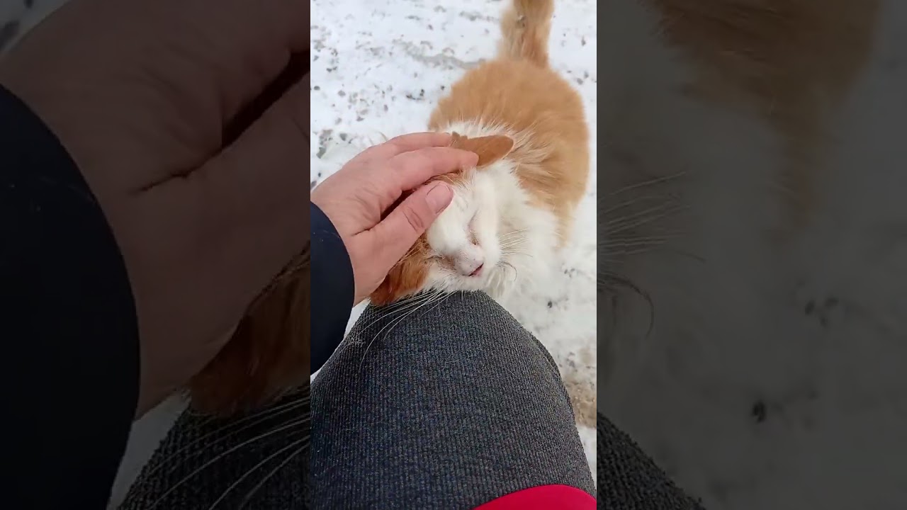 Зустріч з кицею 