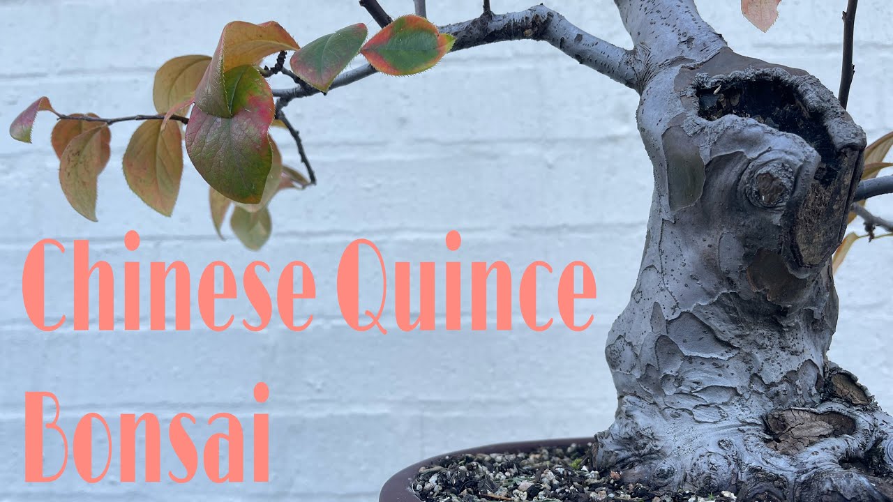 Update on My Chinese Quince Bonsai