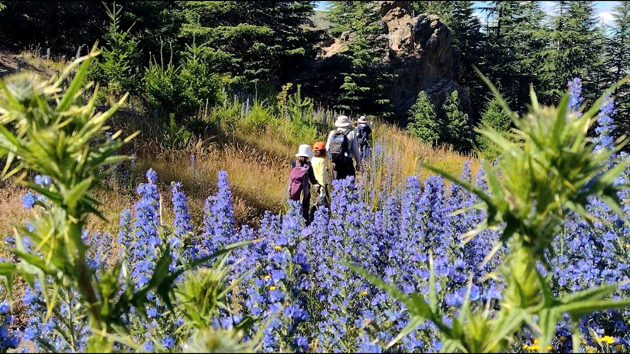 Otematata Peninsula Walk