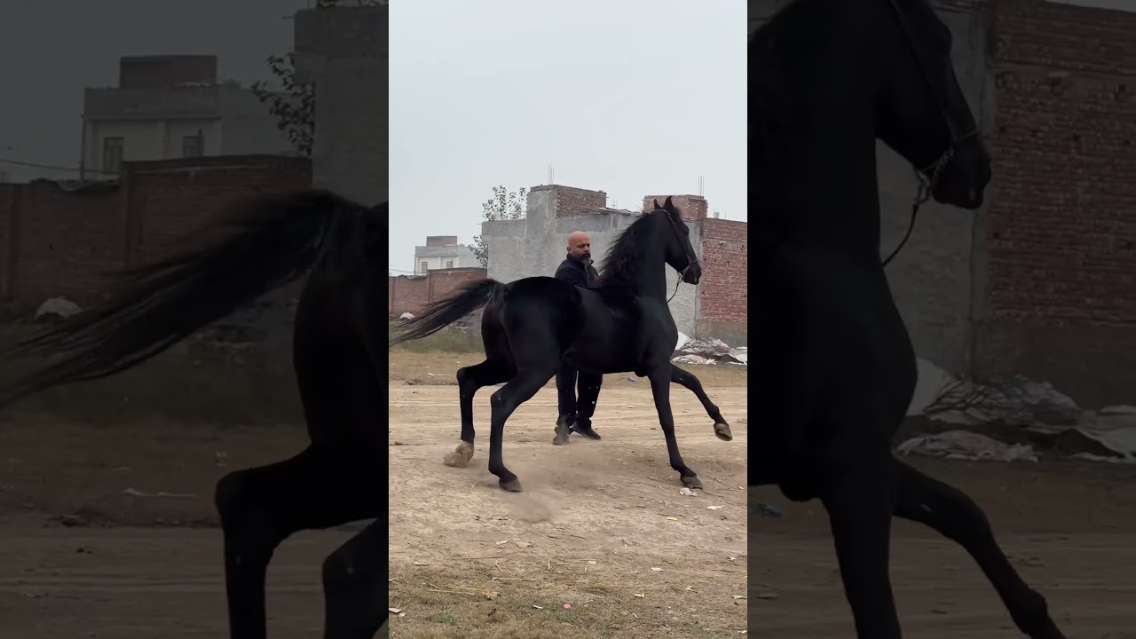 beautiful black stallion bad stud farm Ludhiana panjab con. 9803290000