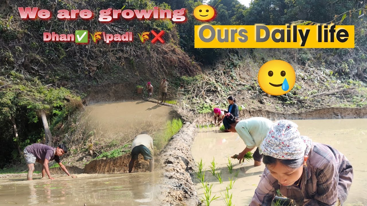 We are growing Dhan🌾✅ ||  Ours daily life😥. 