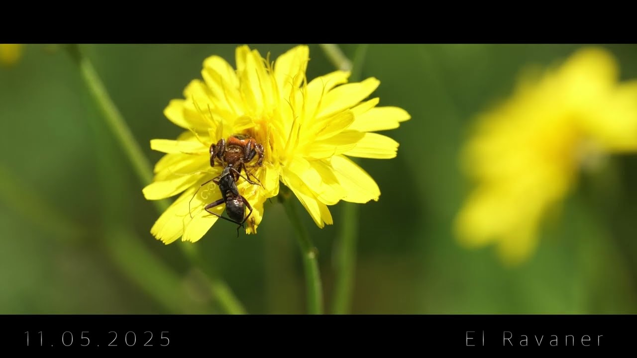 Nature Diving Spring 2025 /  ネイチャーダイビング 2025年春