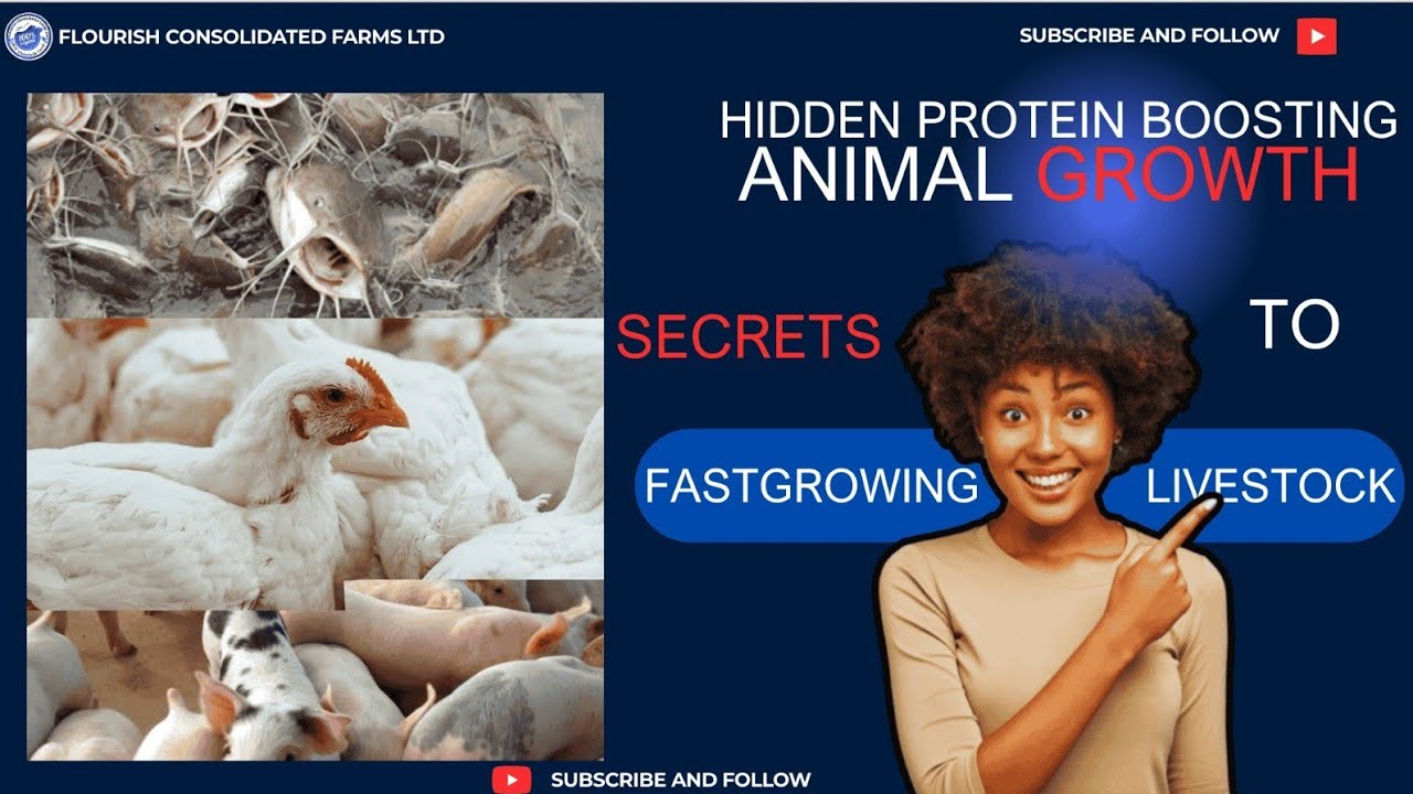 Protein that pays-Faster growth- Better profit-BSF Larvae delivers.