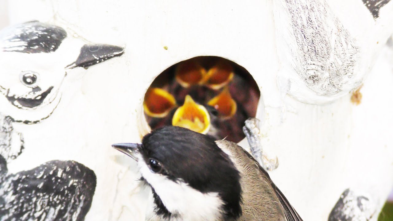 Chickadee Baby Bird Feeding FYV