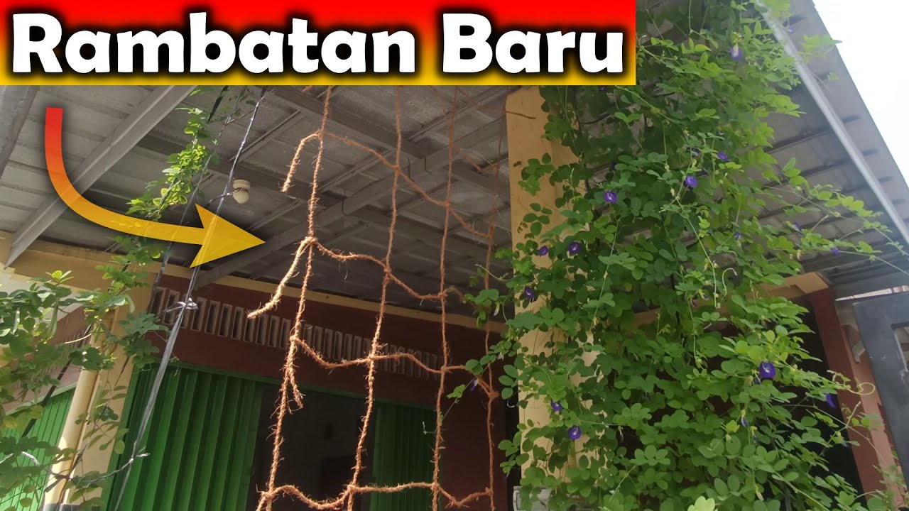 Membuat Rambatan Bunga Telang dari Tali Serabut Kelapa
