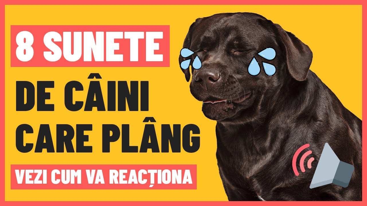 8 SUNETE DE C&Acirc;INI CARE PL&Acirc;NG..