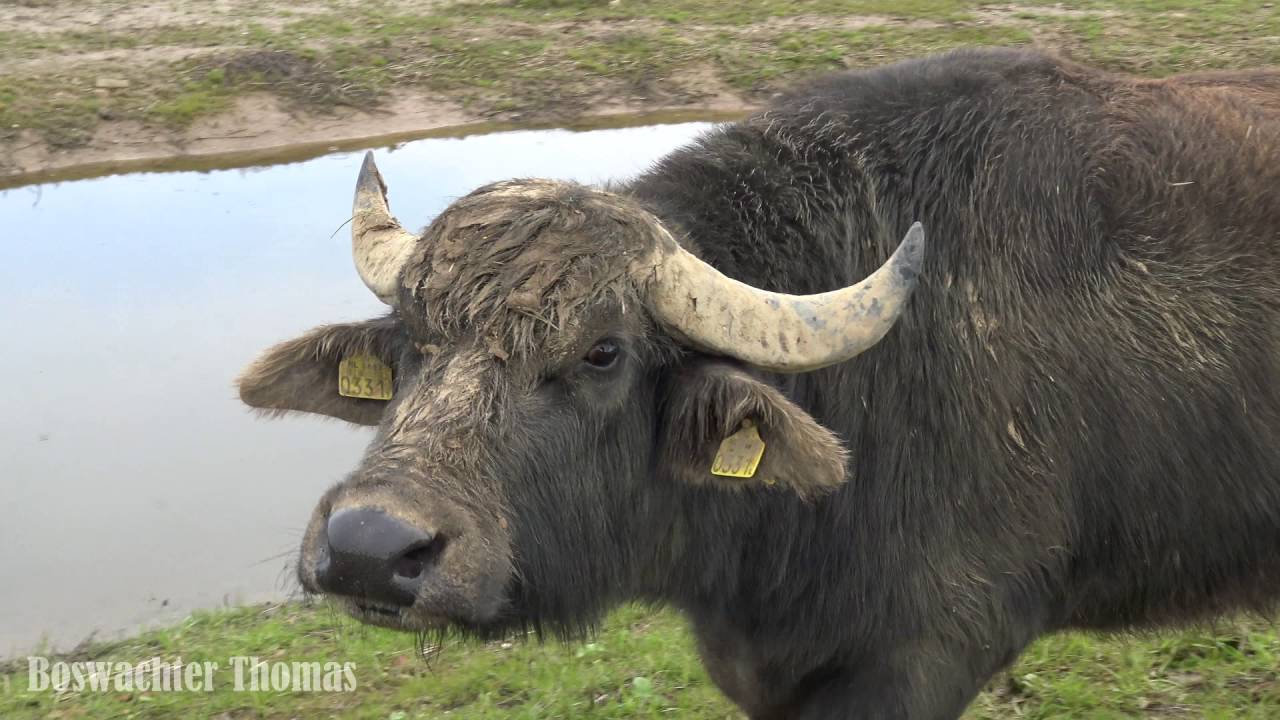 VLOG #2 Waterbuffels in de 'Nieuwe Biesbosch'