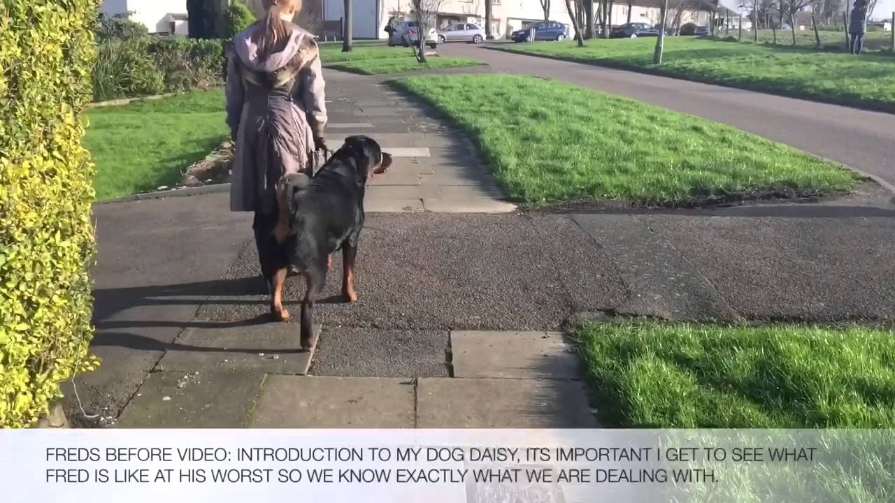 Fred The Reactive Rottweiler First Home Visit Part 1 of 2
