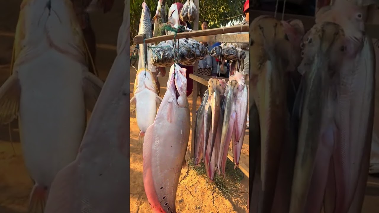 A Day at the Countryside Food Market in Cambodia
