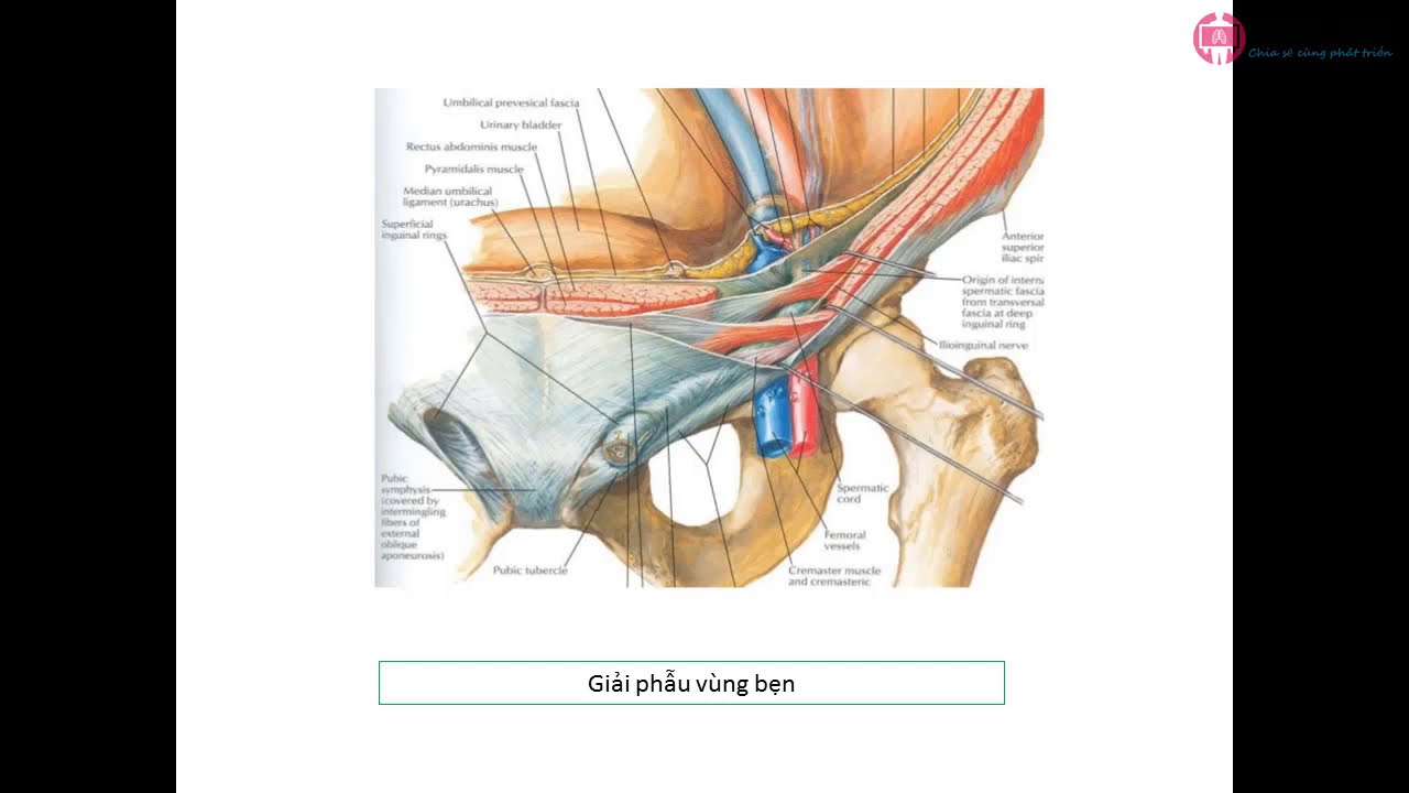 15. Siêu âm chẩn đoán thoát vị bẹn (SIÊU ÂM TỔNG QUÁT BỆNH VIỆN BẠCH MAI)