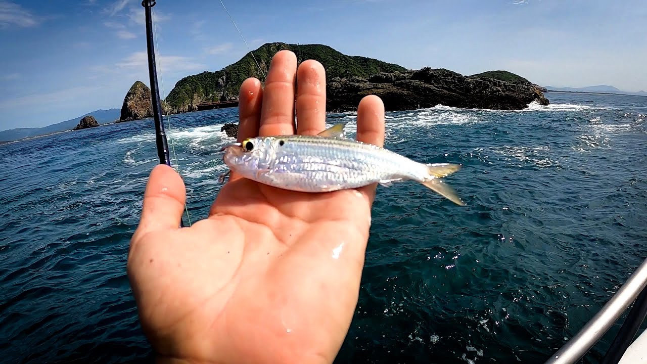 Pesca Con Sardina VIVA en Mar Abierto | SÚPER EFECTIVO!!