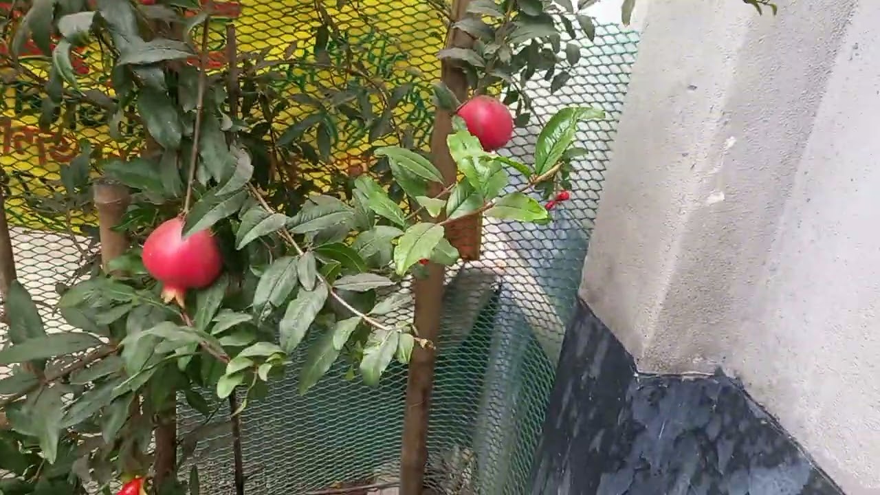 মাটির আনার গাছ।#আনার #pomegranate #garden_story