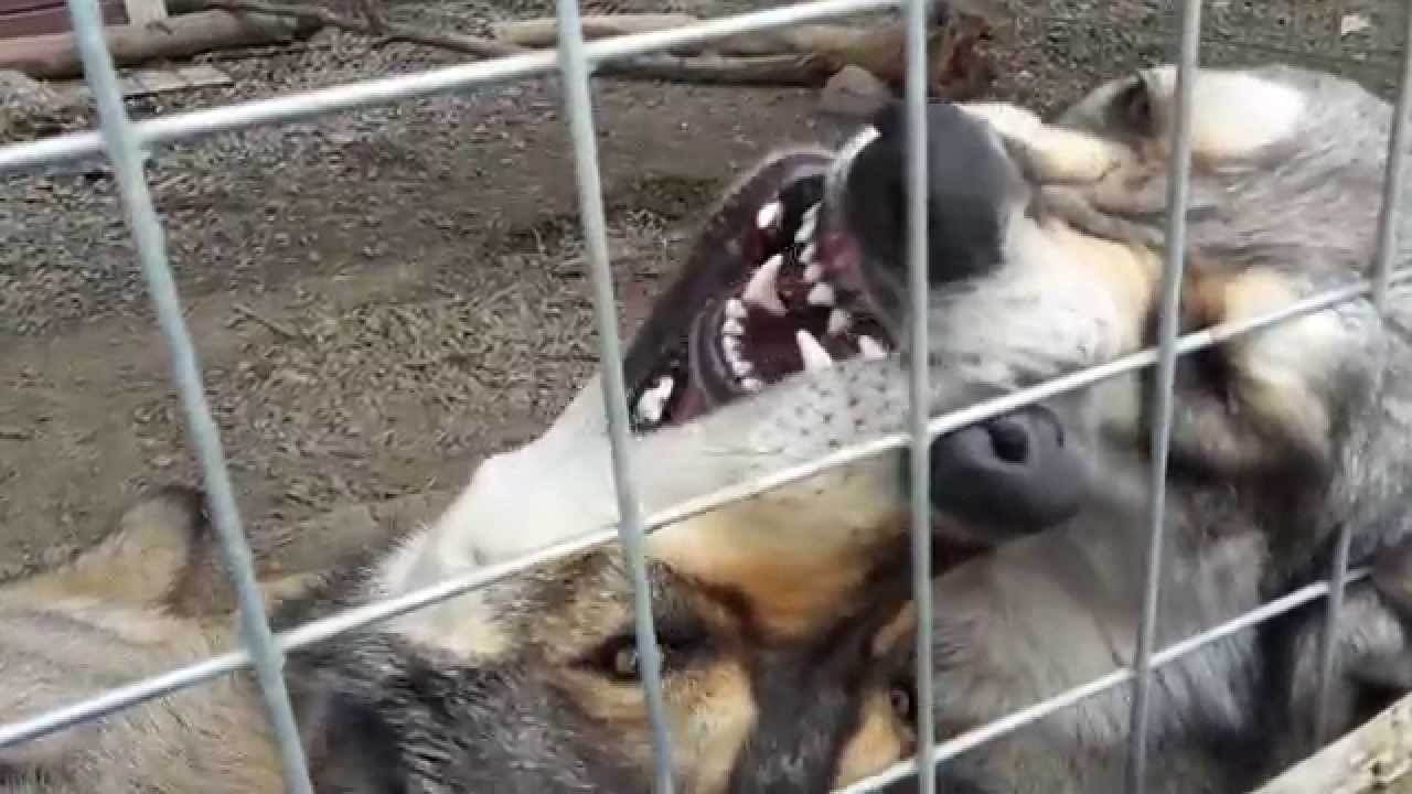 Dali & Dio, low content wolfdog brothers