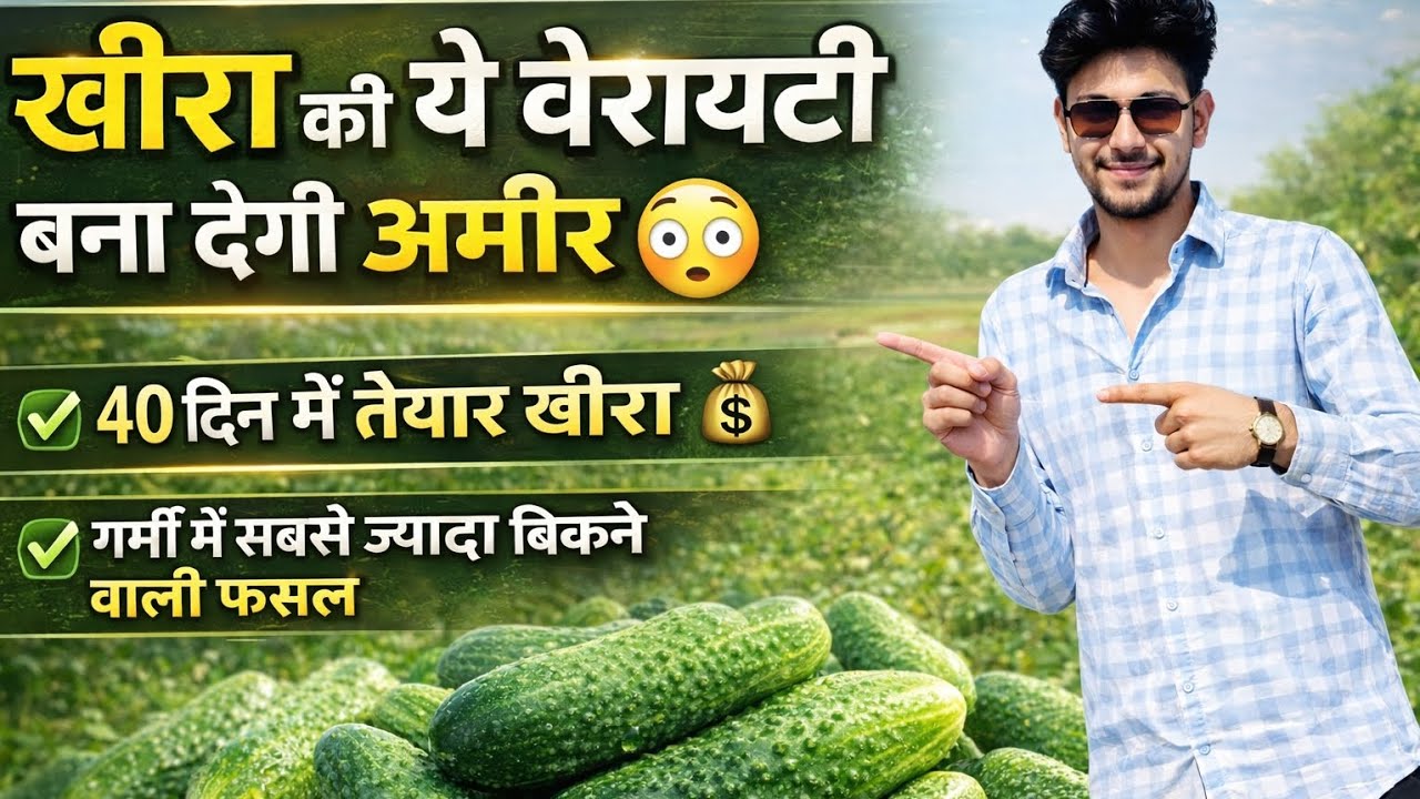 खीरा की टॉप वैरायटी 2026 | 40 दिन में तैयार खीरा | गर्मी में सबसे ज्यादा बिकने वाली फसल 