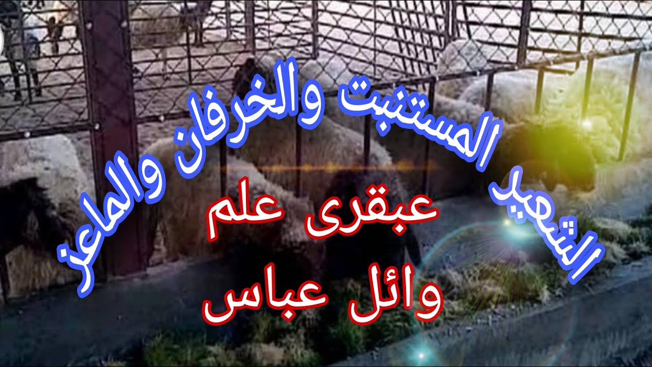 حساب العلف وكمية الشعير المستنبت للاغنام والماعز والمواشى