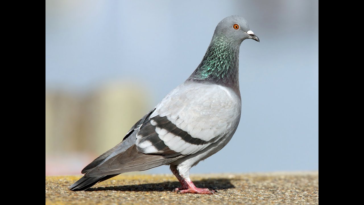 Paloma brav&iacute;a (Columba livia) Canto