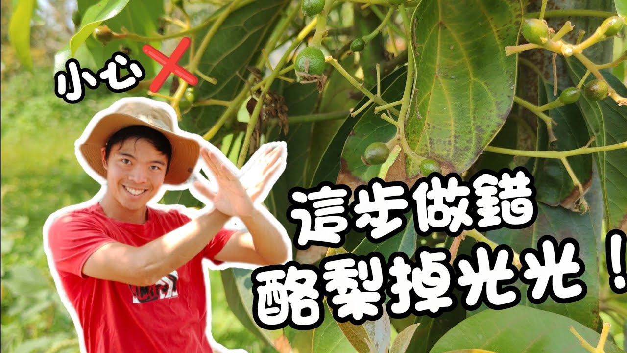 酪梨小果全掉光？只因這步做錯了！揭秘幼果期施肥禁忌 | 酪梨幼果期管理 | 酪梨施肥方法！紅龍兄