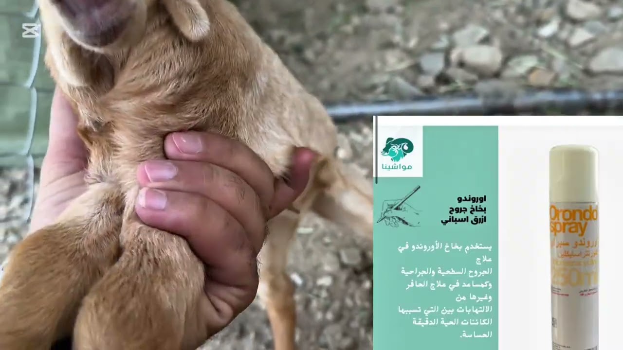 الاهتمام في مواليد الماعز  وهل يعتبر مشروع تربية الماعز ناجح وشرح عن ابرز نقاط النجاح في المشروع ..