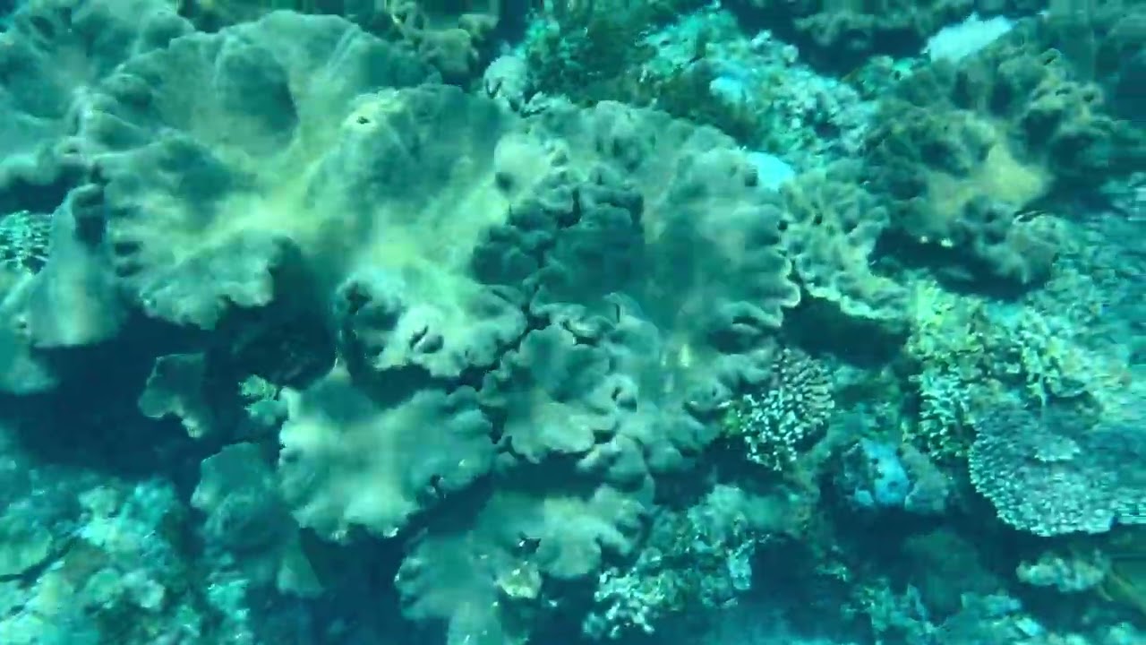   Nusa Pineda Indonesia Snorkeling 