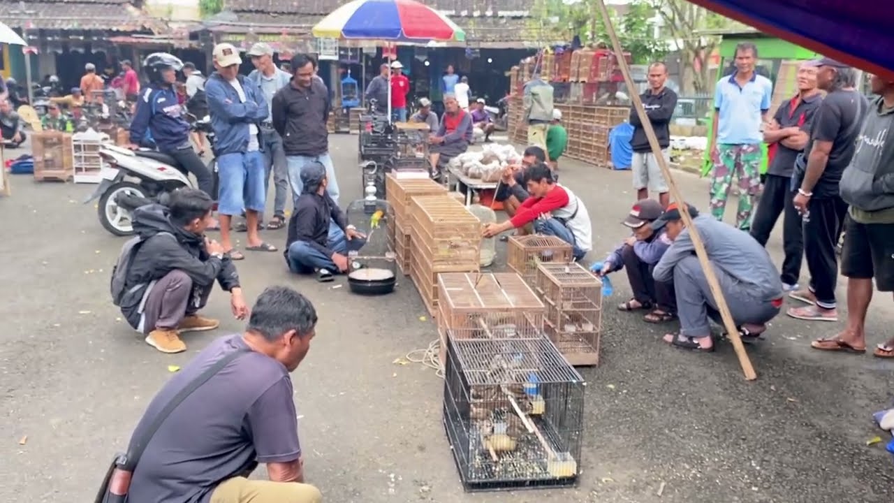 Pasar Burung Kerkop Temanggung, Suasana Pasaran Hewan Kliwonan Kerkop Kertosari Temanggung Terbaru 