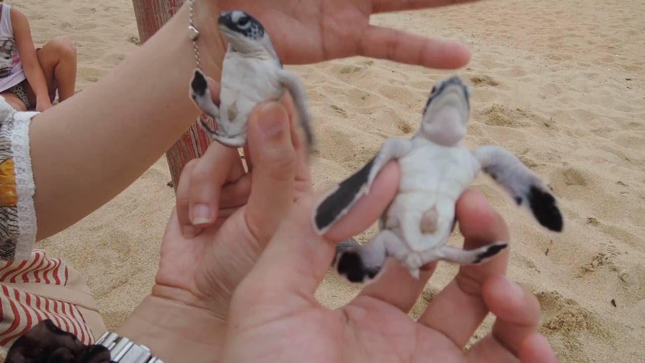 Release baby sea turtles to the sea, Part 1