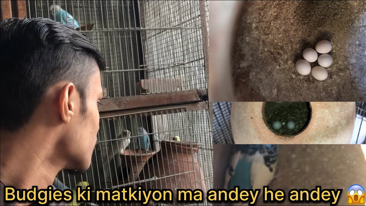 Budgies ki female’s na Andey he Andey day deya 🥰😱