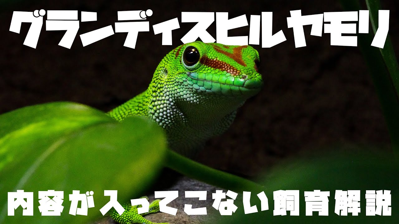 内容が入ってこないヒルヤモリ飼育