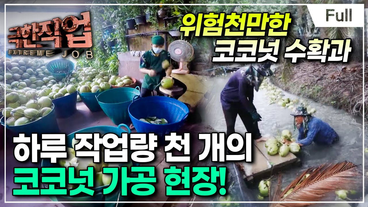 [Full] 극한직업 - 태국,코코넛 수확과 가공