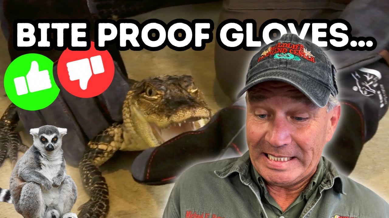 Do Bite Gloves Actually Work? | REPTIZOO UNBOXING