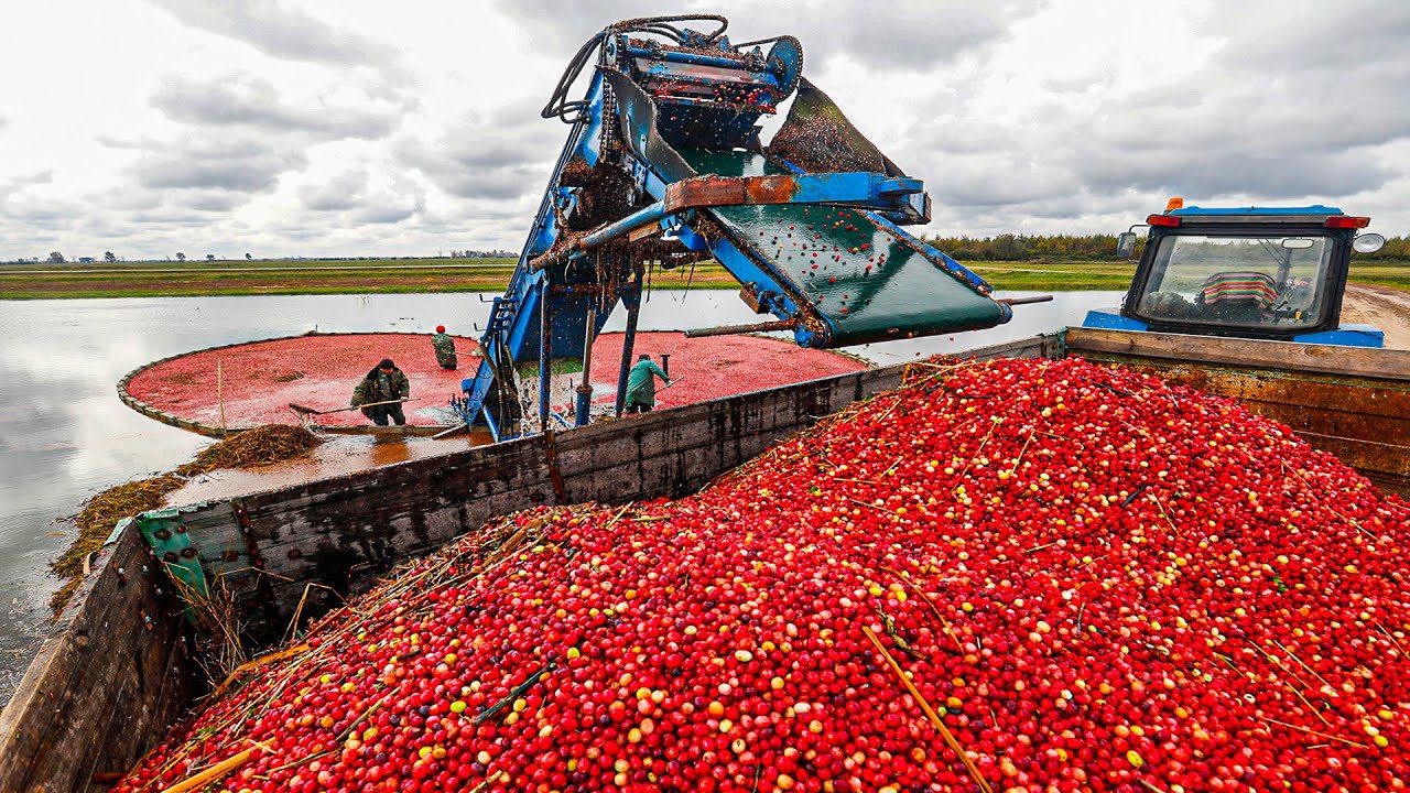 Cranberry Harvesting Process | Modern Cranberry Harvesting Machine | Harvesting Berries On The Water
