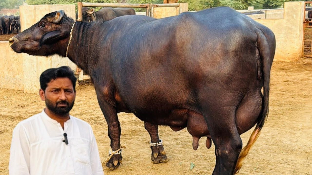 Beautiful High Milking Buffaloes || Tanveer Jutt Cattle Farm Faqir wali 