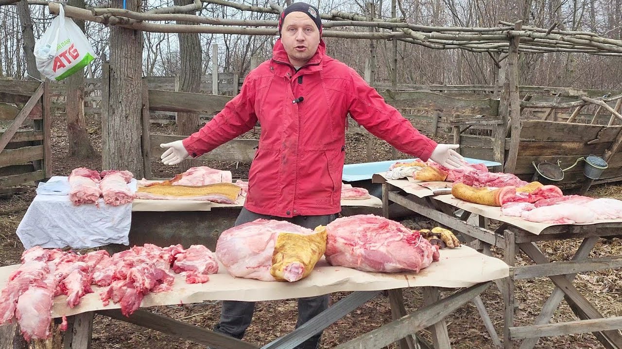 ‼️Як годувати 🐷 щоб отримати 300 кг 🥩 м'яса ❓ свині як Бізнес, чи збиткове тримання 🤔❓жива вага 💵💰❓