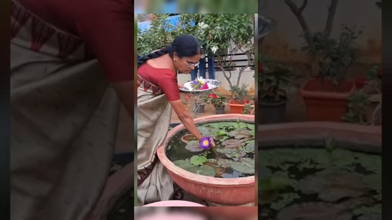 Put this medicine in the lotus flowers, the lotus flowers will come to every house and #lotustower
