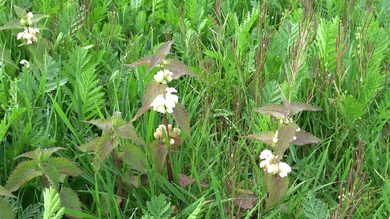 Witte dovenetel - Lamium album