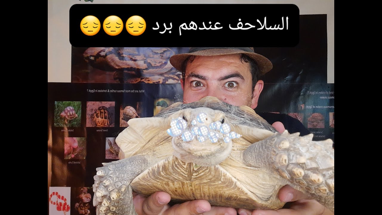 اسباب البرد عند السلاحف لان الوقاية خير من العلاج مع رامز اسلام