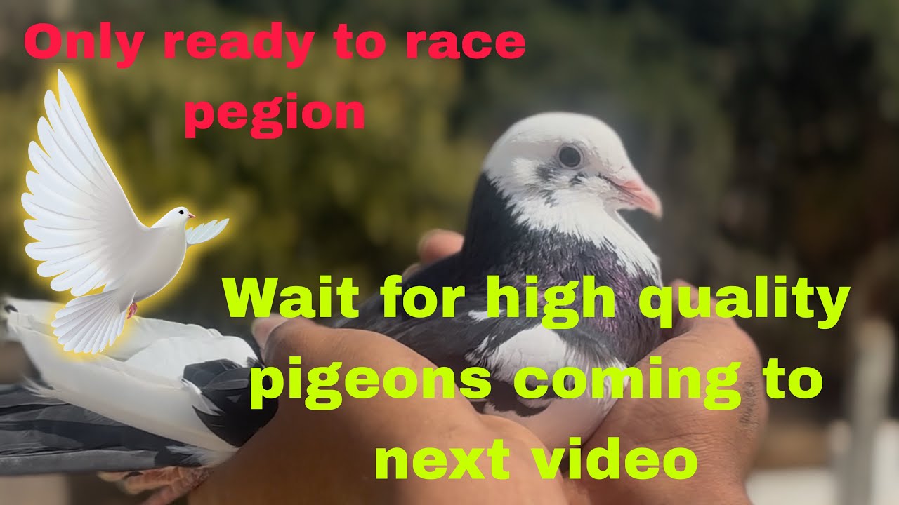 @manubroofficial Only ready to race pegions ಮುಂದಿನ ವೀಡಿಯೊದಲ್ಲಿ ಉತ್ತಮ ಗುಣಮಟ್ಟದ ಪಾರಿವಾಳಗಳು ಬರುವವರೆಗೆ 👀