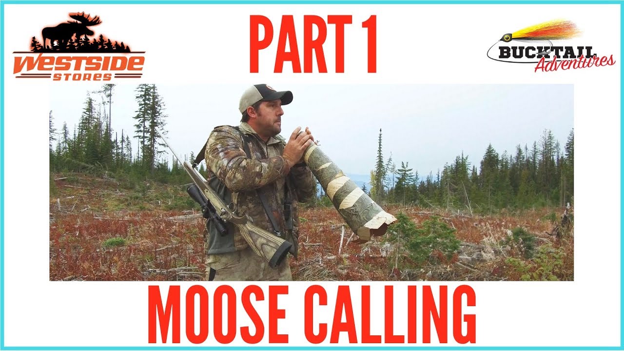 MOOSE CALLING (ANY BULL MOOSE) - PART 1 : 2018